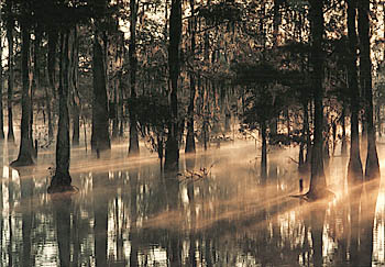 http://www.bestourism.com/img/items/big/1308/Manchac-Swamp_Swamp-view_5109.jpg