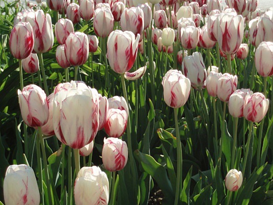 Nikitsky Botanical Garden - Tulips