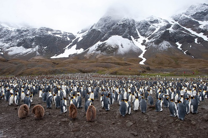 Animals crossing