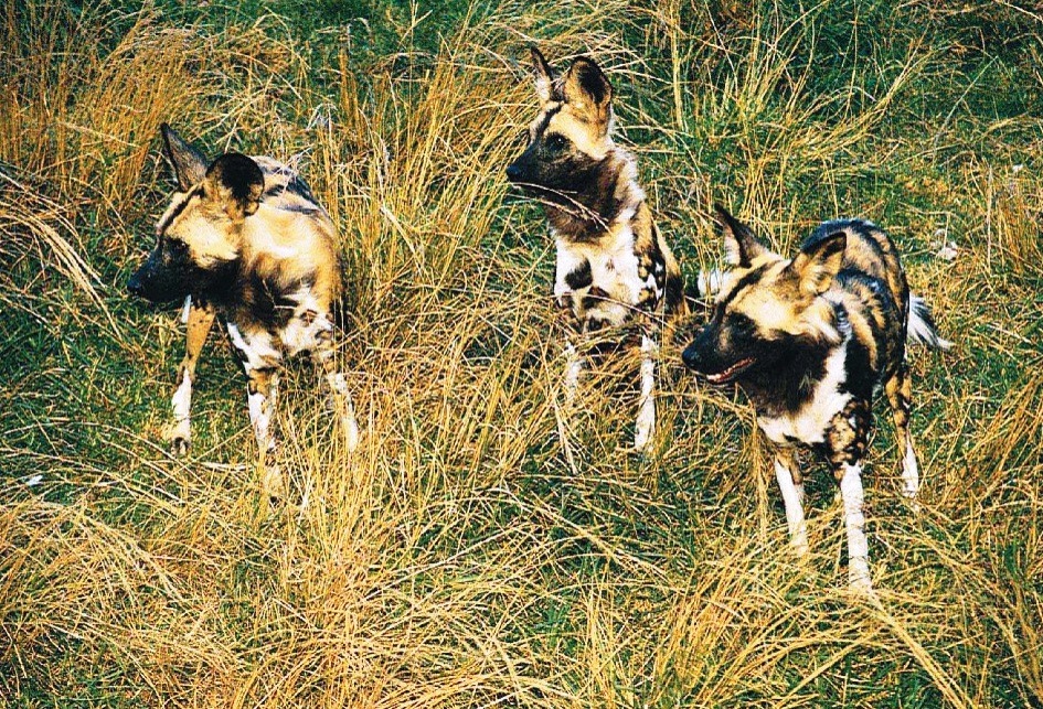 Cape hunting dog-great hunter - The Fastest Animals in the World