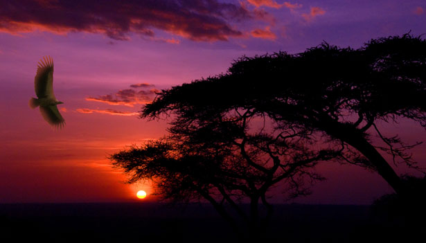 Serengeti, Tanzania - Beautiful sunset