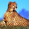 Image Cheetah-greatest fast runner - The Fastest Animals in the World