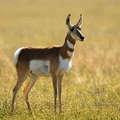 Image Pronghorns-interesting animals - The Fastest Animals in the World