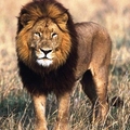 Image Lions-large cats - The Fastest Animals in the World