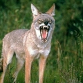 Image Coyotes-clever animals - The Fastest Animals in the World