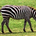 Image Zebra - The Fastest Animals in the World