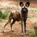 Image Cape hunting dog-great hunter - The Fastest Animals in the World