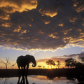 Image  Chobe National Park, Botswana - The Best Places for a Safari in Africa