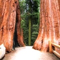 Image Sequoia National Park - The Best Places to Visit in California, USA