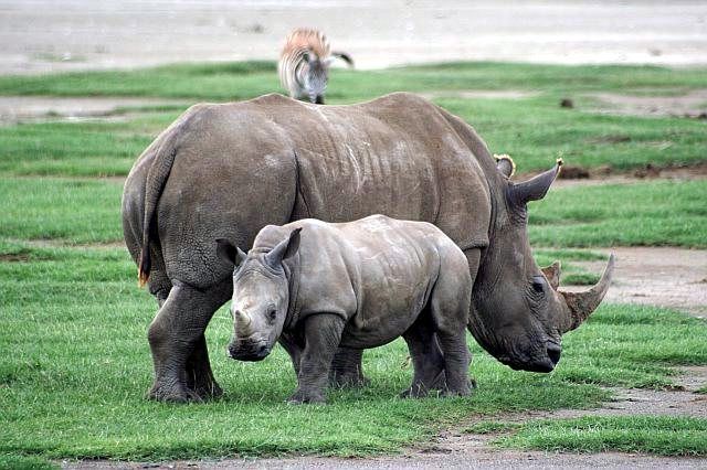 Animals crossing