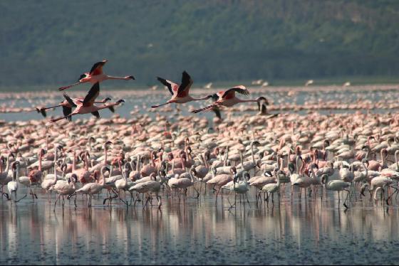 Lake Nakuru in Kenya - Wildlife
