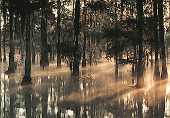 Manchac Swamp - Swamp view