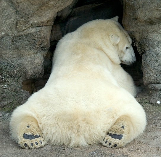 Moscow Zoological Garden, Russia - Polar Bear