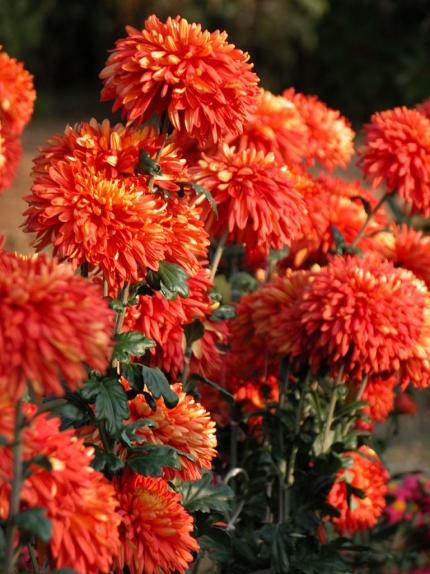 Nikitsky Botanical Garden - Chrysanthemums