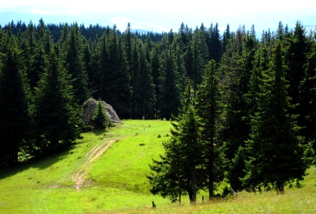 Animals crossing