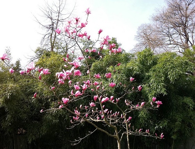 Bethmann Park - Amazing flora