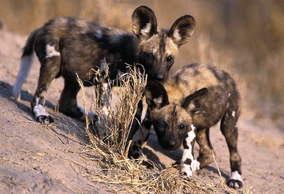 Cape hunting dog-great hunter - Beautiful pups