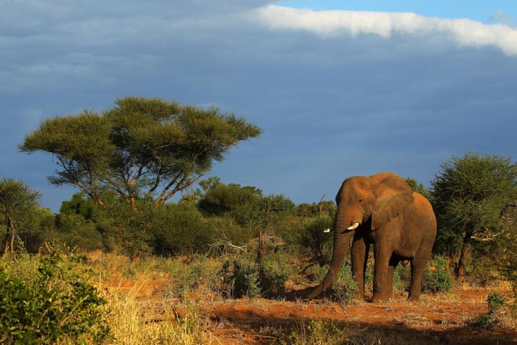 Kruger National Park, South Africa - Protected African savanna