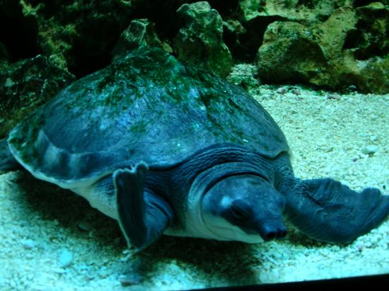 Sea World - Turtle at Prague Sea World